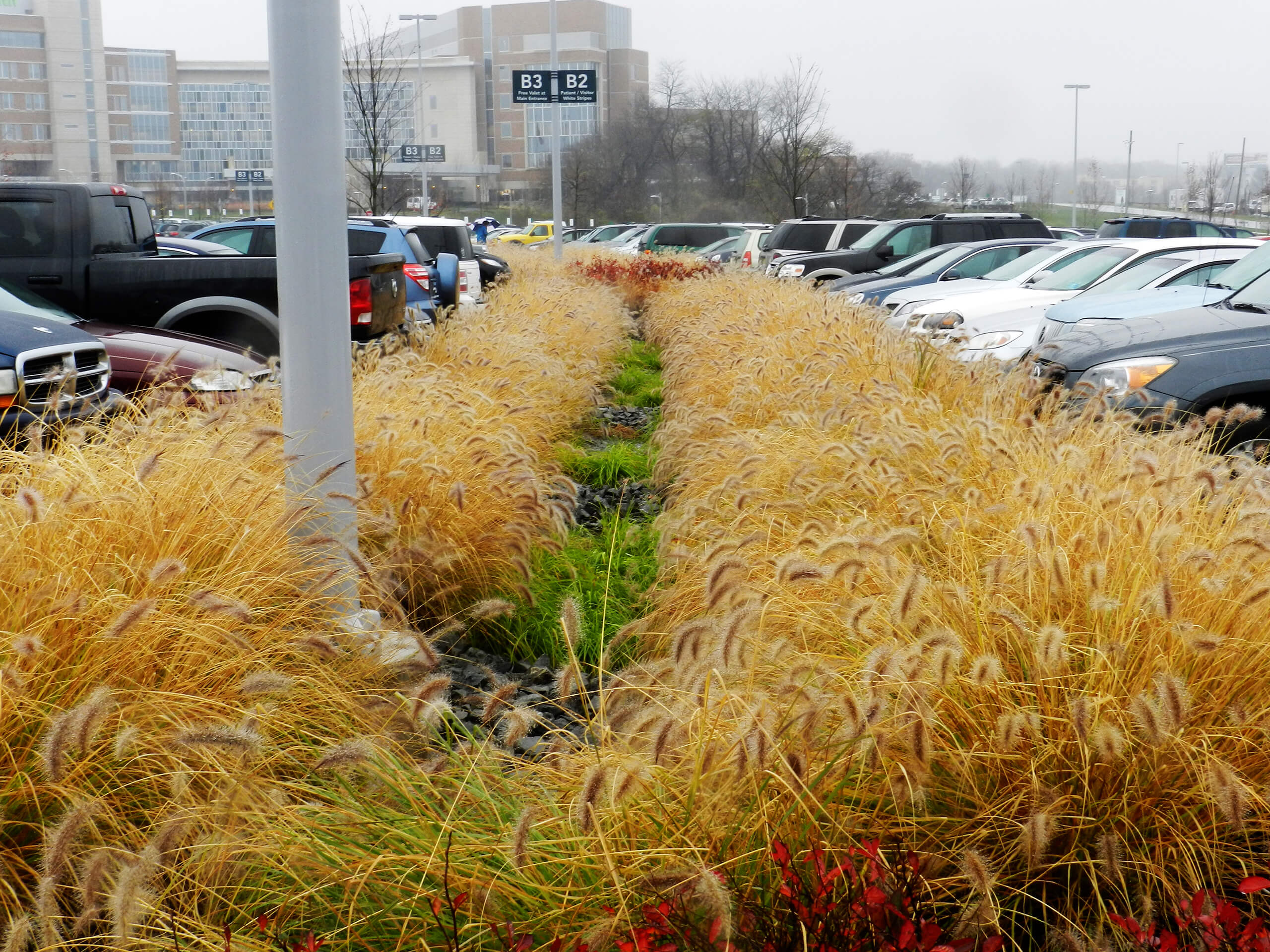 Hameln grasses, early winter color, in bio swales