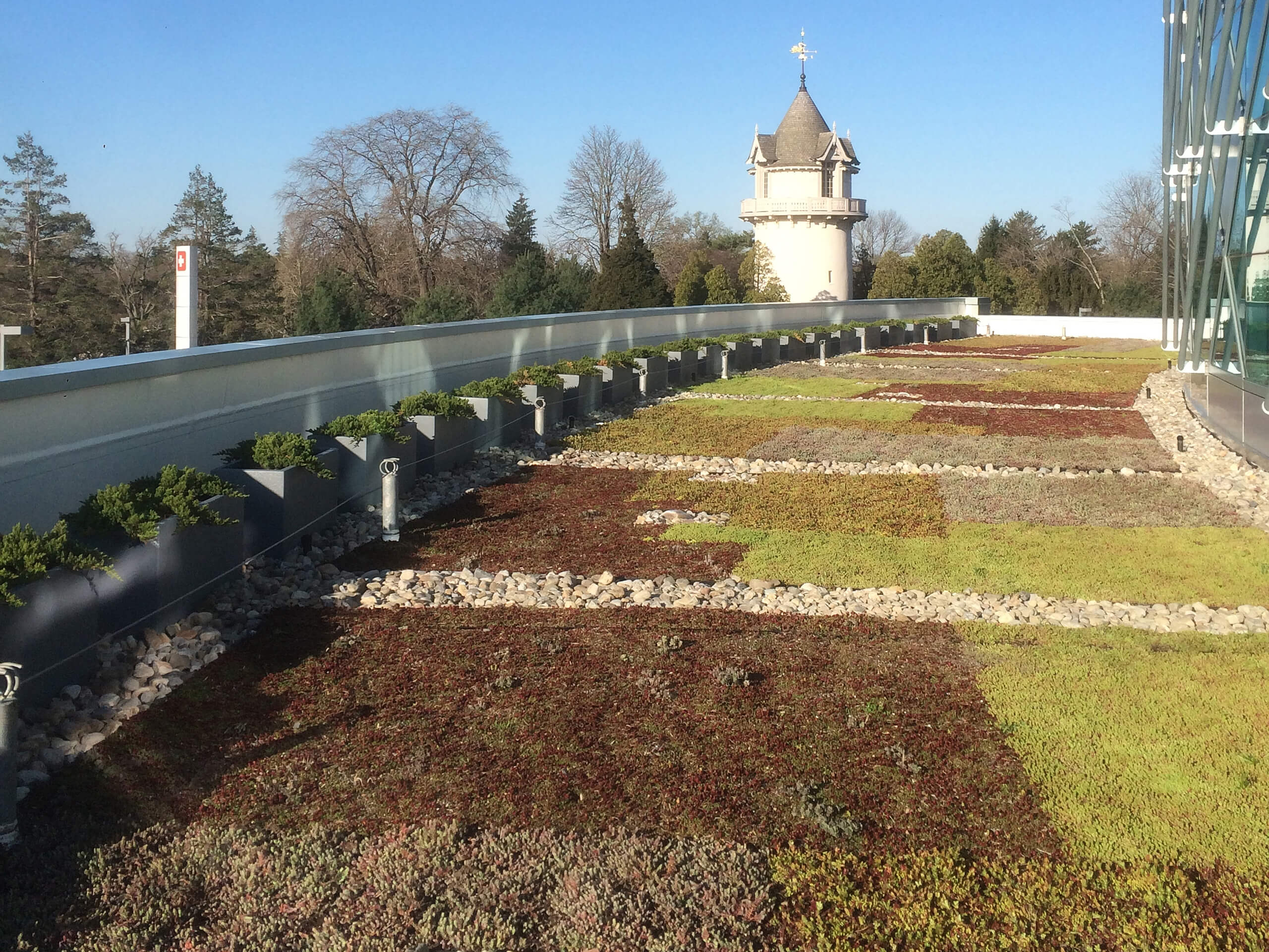 Neumors Sedum roof install
